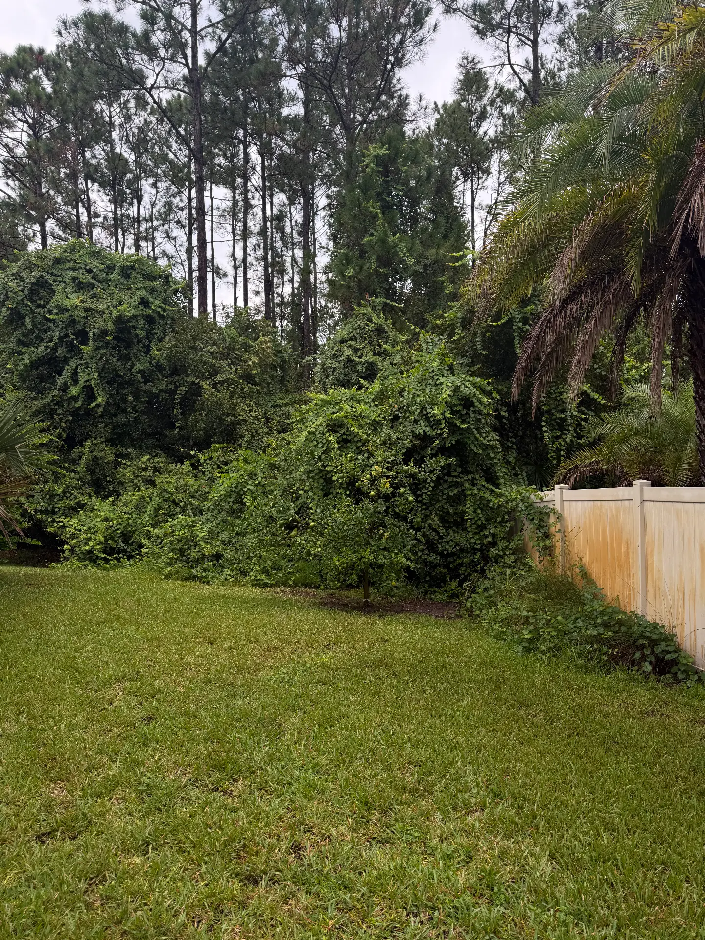 Overgrown bushes and trees before removal and trimming