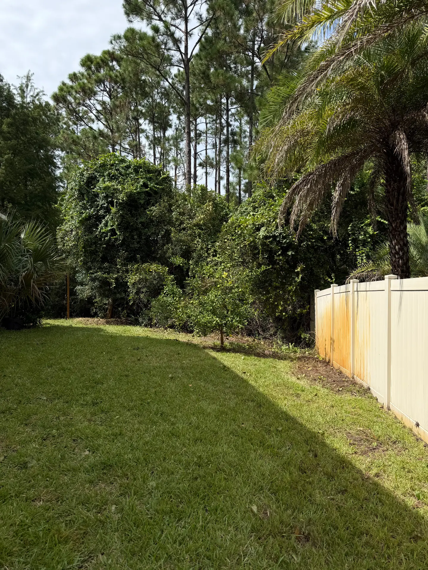 Cleared fence line after bush removal and tree trimming